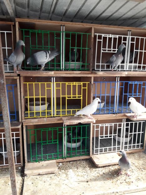  - PORUMBEI VOIAJORI SPORT