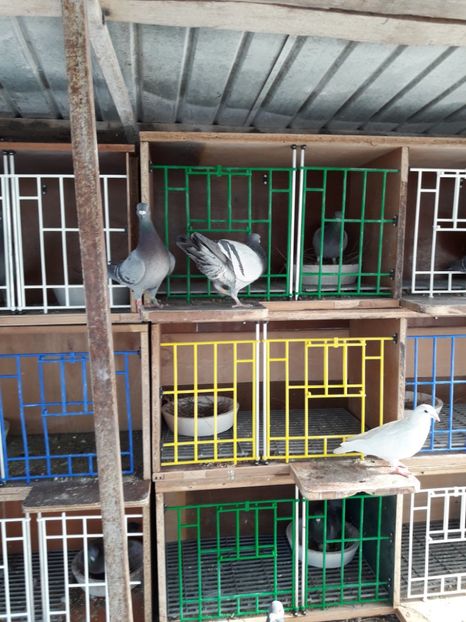  - PORUMBEI VOIAJORI SPORT