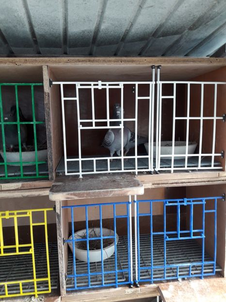  - PORUMBEI VOIAJORI SPORT