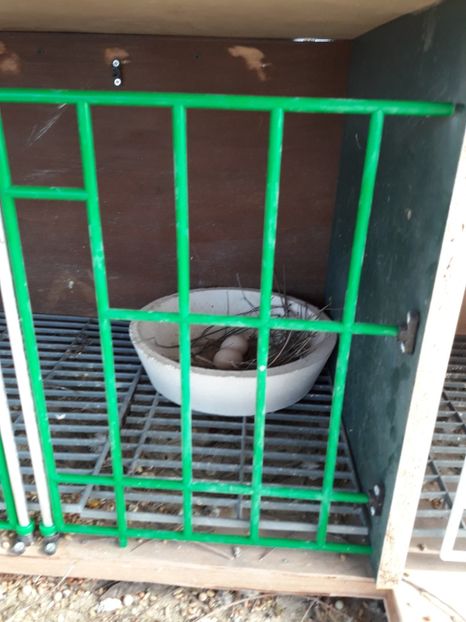  - PORUMBEI VOIAJORI SPORT