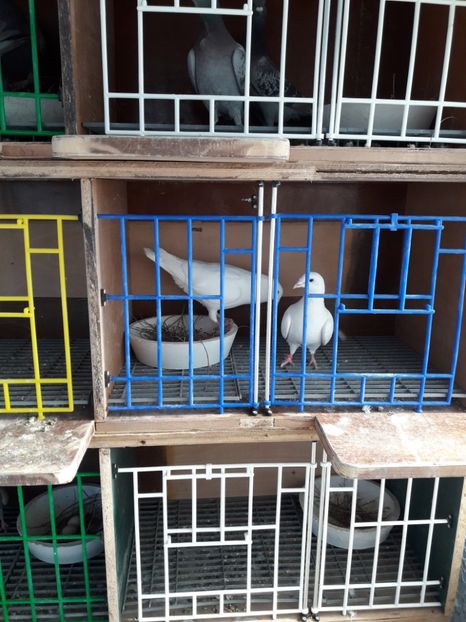  - PORUMBEI VOIAJORI SPORT