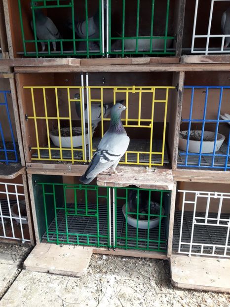  - PORUMBEI VOIAJORI SPORT