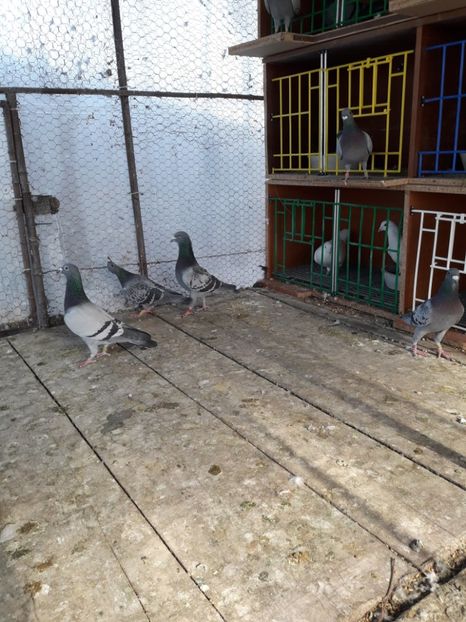  - PORUMBEI VOIAJORI SPORT