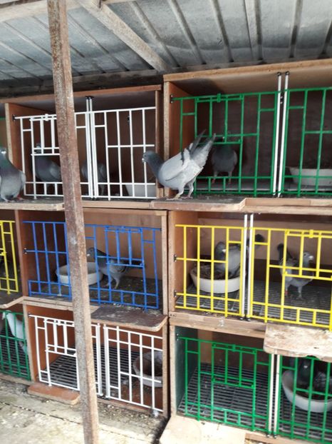  - PORUMBEI VOIAJORI SPORT