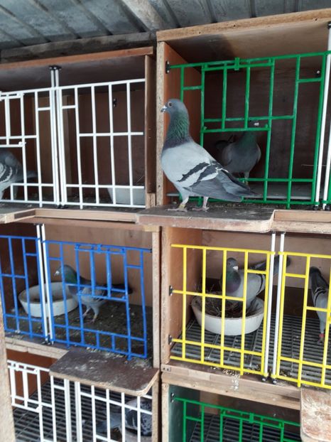  - PORUMBEI VOIAJORI SPORT