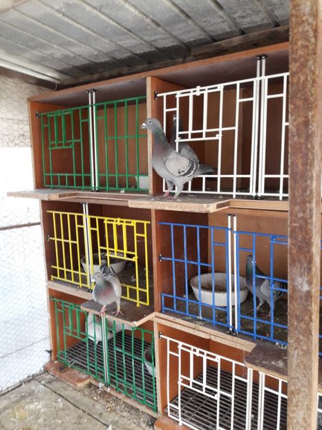  - PORUMBEI VOIAJORI SPORT