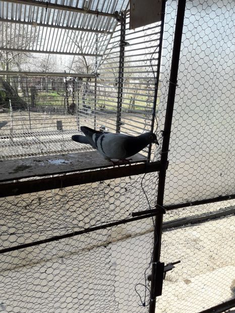  - PORUMBEI VOIAJORI SPORT