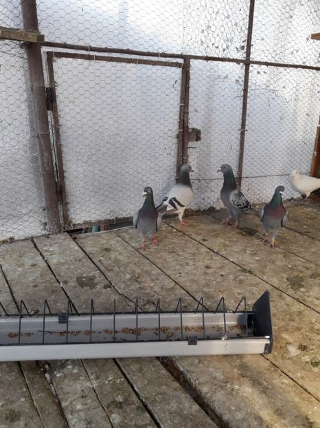  - PORUMBEI VOIAJORI SPORT