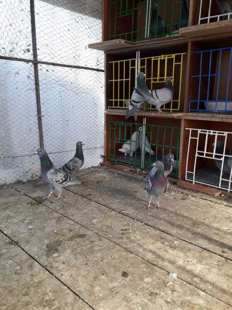  - PORUMBEI VOIAJORI SPORT