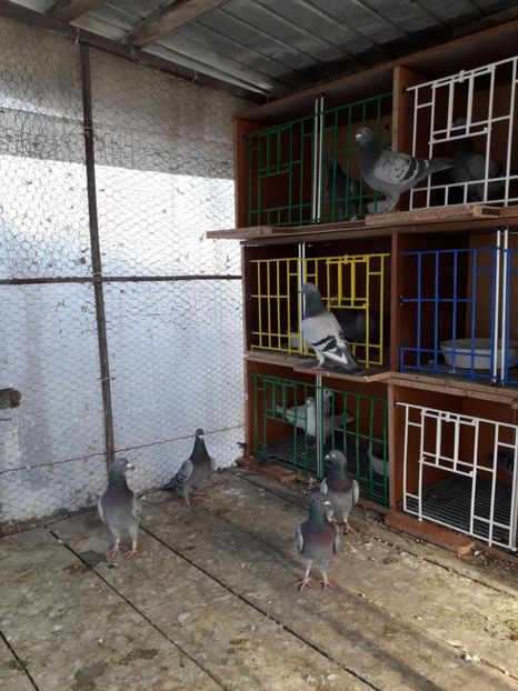  - PORUMBEI VOIAJORI SPORT