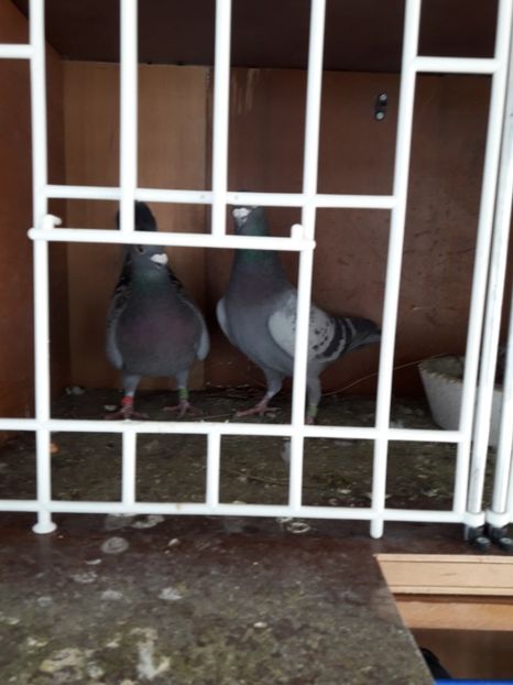  - PORUMBEI VOIAJORI SPORT