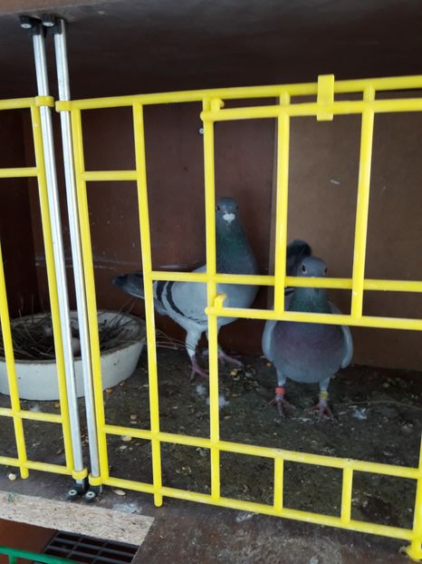  - PORUMBEI VOIAJORI SPORT