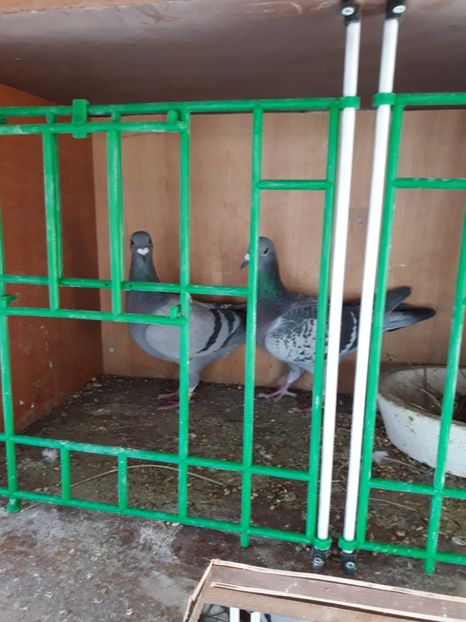  - PORUMBEI VOIAJORI SPORT