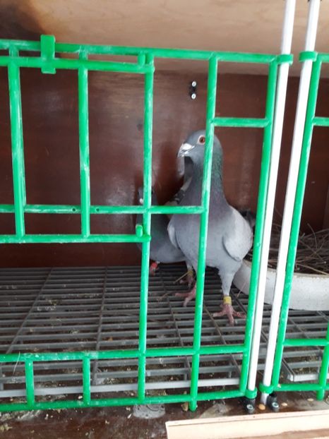  - PORUMBEI VOIAJORI SPORT