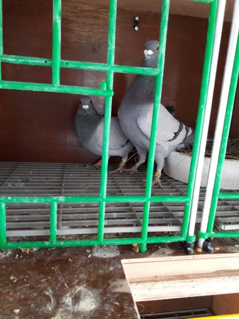  - PORUMBEI VOIAJORI SPORT