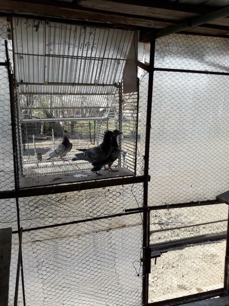  - PORUMBEI VOIAJORI SPORT