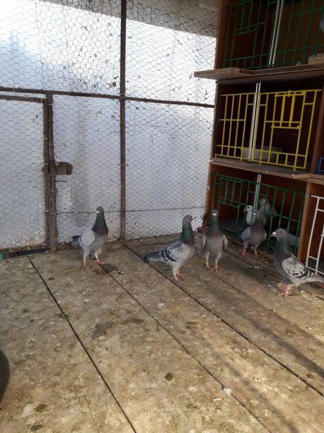  - PORUMBEI VOIAJORI SPORT