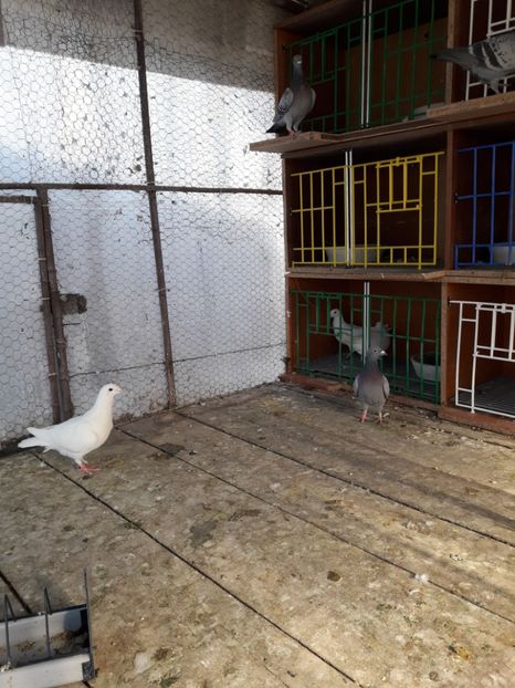  - PORUMBEI VOIAJORI SPORT