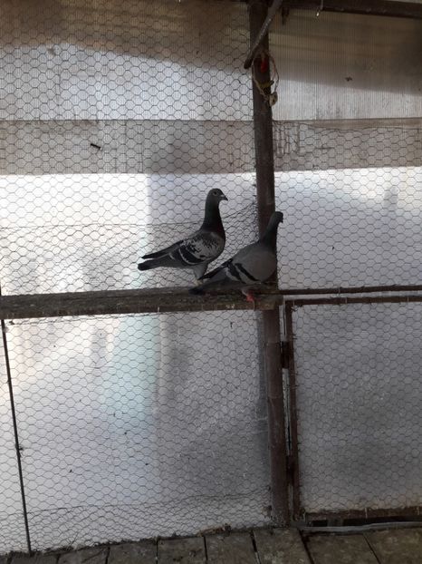  - PORUMBEI VOIAJORI SPORT