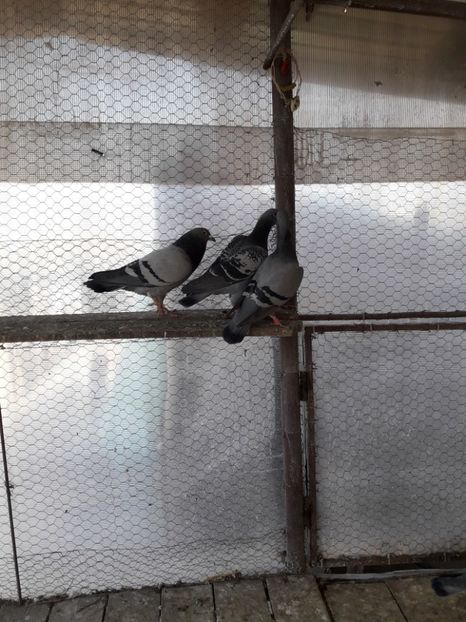  - PORUMBEI VOIAJORI SPORT