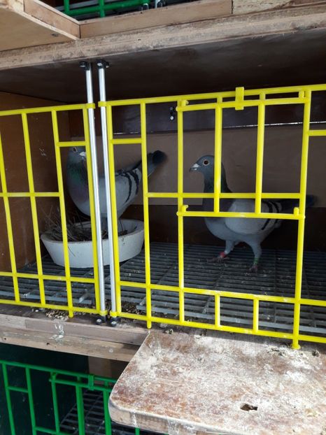  - PORUMBEI VOIAJORI SPORT