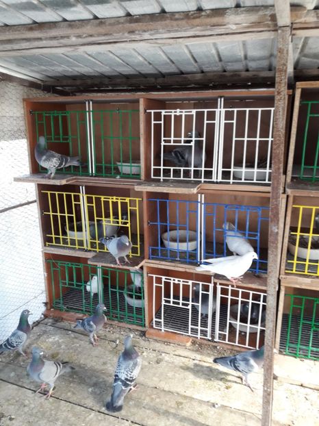  - PORUMBEI VOIAJORI SPORT