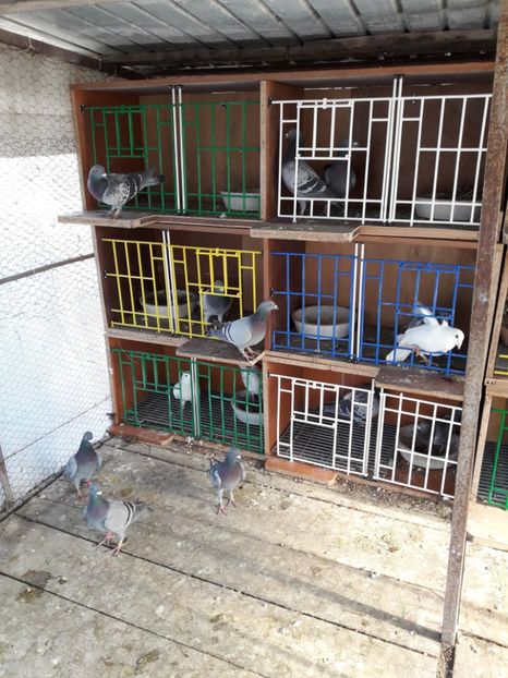  - PORUMBEI VOIAJORI SPORT