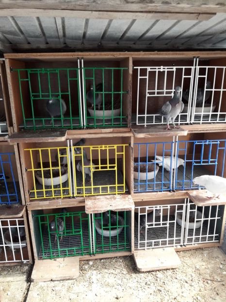  - PORUMBEI VOIAJORI SPORT