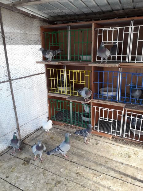  - PORUMBEI VOIAJORI SPORT