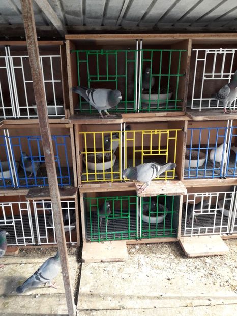  - PORUMBEI VOIAJORI SPORT