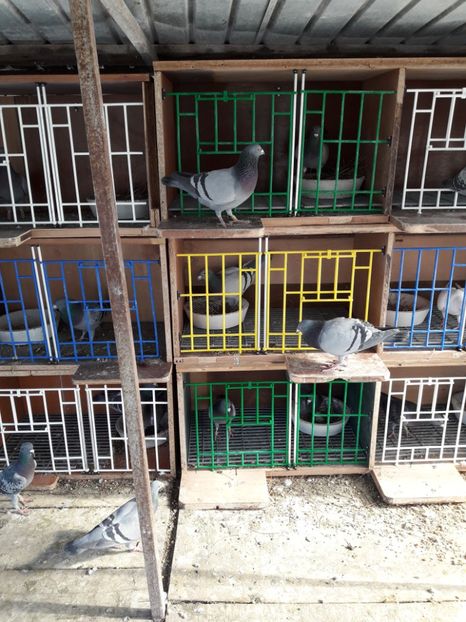  - PORUMBEI VOIAJORI SPORT