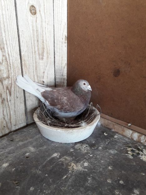  - PORUMBEI VOIAJORI SPORT