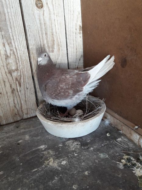  - PORUMBEI VOIAJORI SPORT