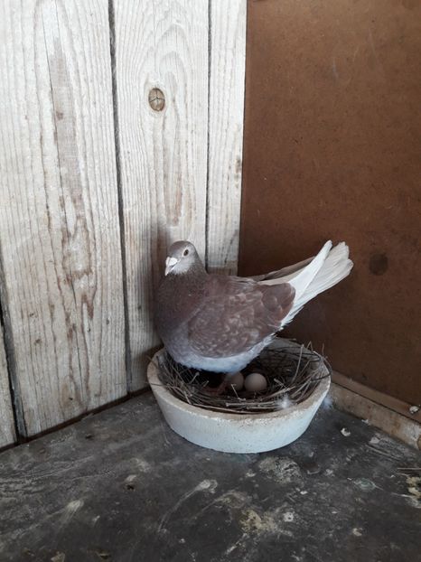  - PORUMBEI VOIAJORI SPORT