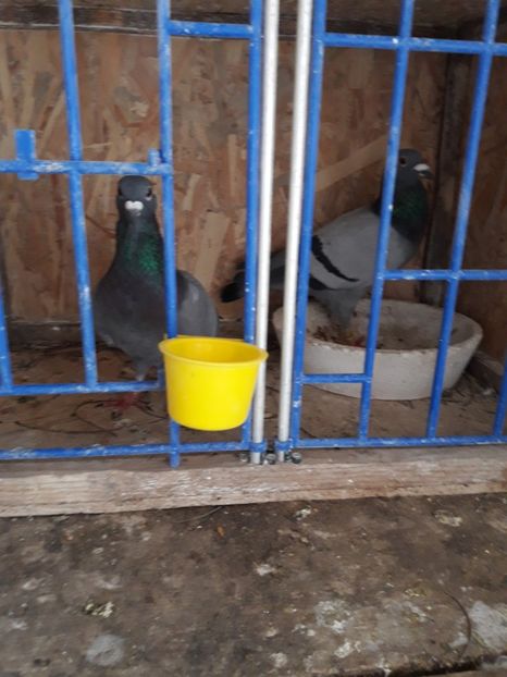  - PORUMBEI VOIAJORI SPORT