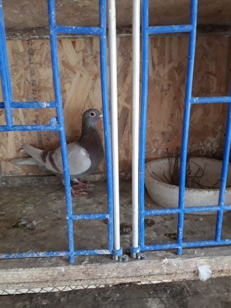  - PORUMBEI VOIAJORI SPORT