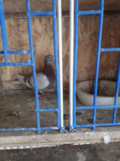  - PORUMBEI VOIAJORI SPORT