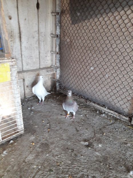  - PORUMBEI VOIAJORI SPORT