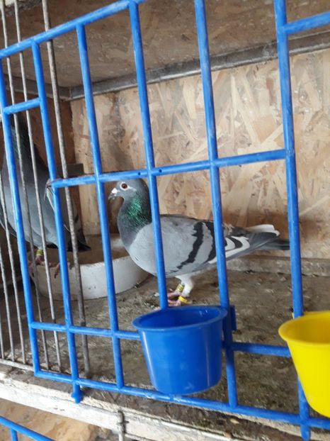  - PORUMBEI VOIAJORI SPORT