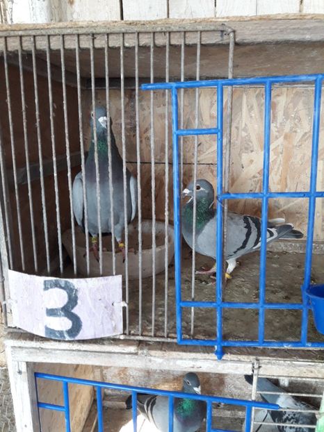  - PORUMBEI VOIAJORI SPORT