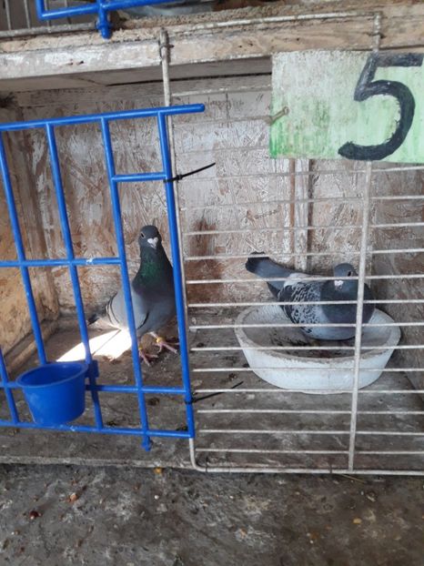  - PORUMBEI VOIAJORI SPORT