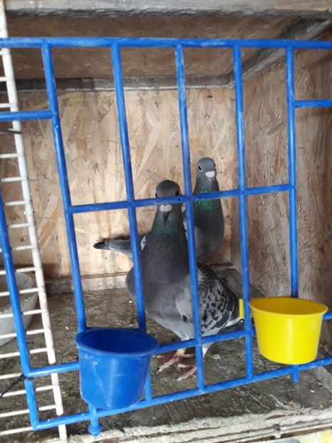  - PORUMBEI VOIAJORI SPORT