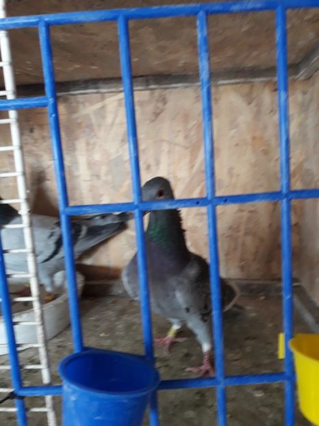  - PORUMBEI VOIAJORI SPORT