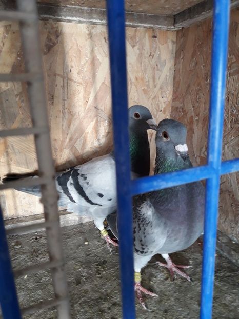  - PORUMBEI VOIAJORI SPORT