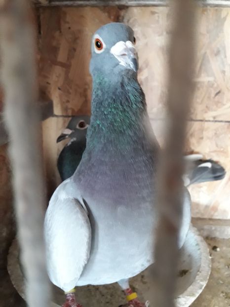  - PORUMBEI VOIAJORI SPORT