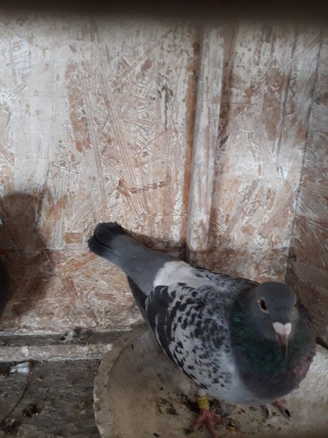  - PORUMBEI VOIAJORI SPORT