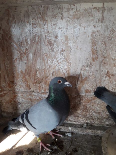  - PORUMBEI VOIAJORI SPORT