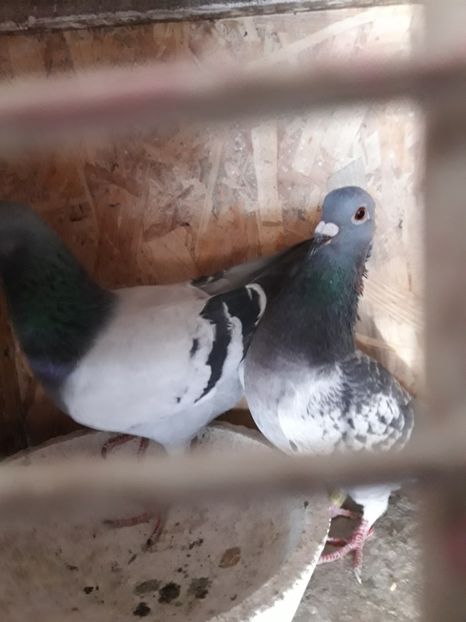  - PORUMBEI VOIAJORI SPORT