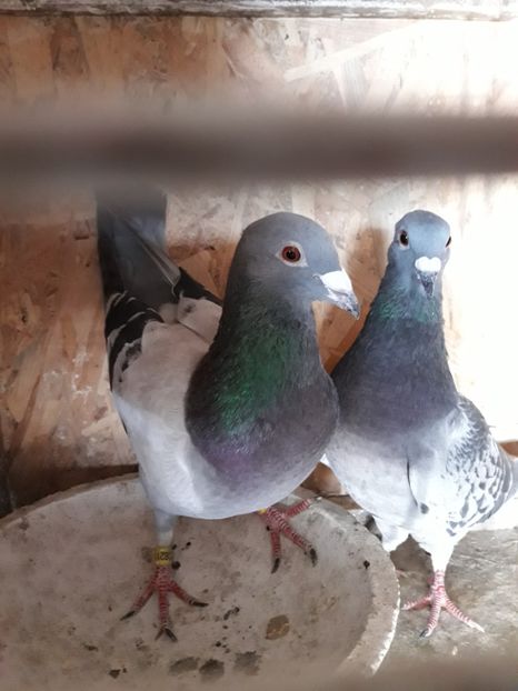  - PORUMBEI VOIAJORI SPORT