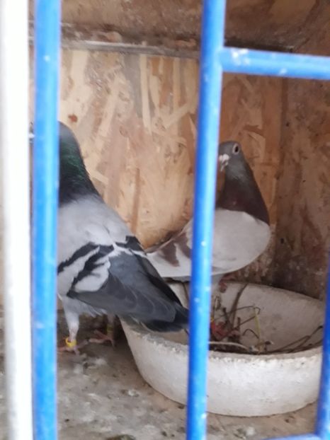  - PORUMBEI VOIAJORI SPORT